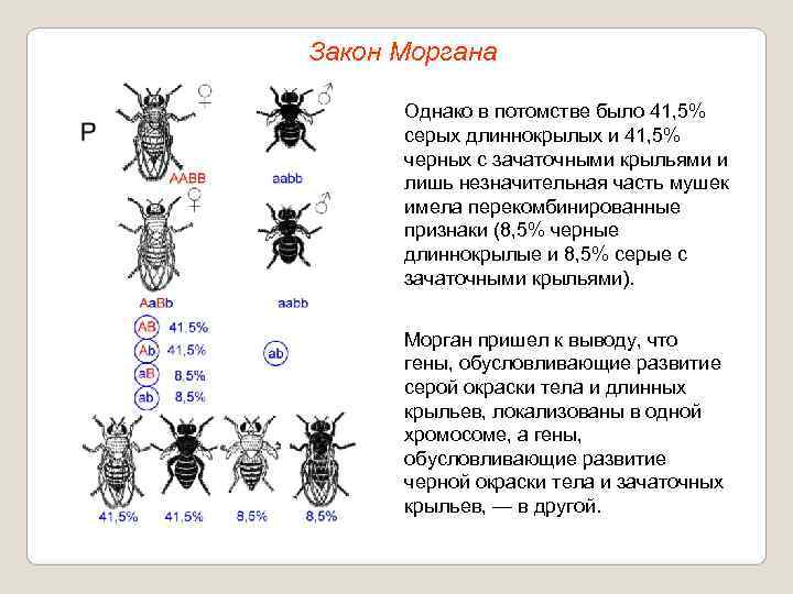 Закон Моргана  Однако в потомстве было 41, 5%  серых длиннокрылых и 41,