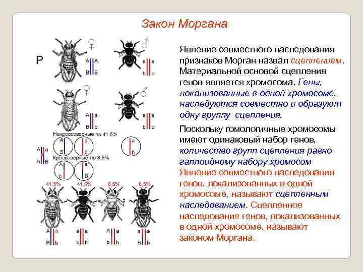 Закон Моргана  Явление совместного наследования признаков Морган назвал сцеплением.  Материальной основой сцепления