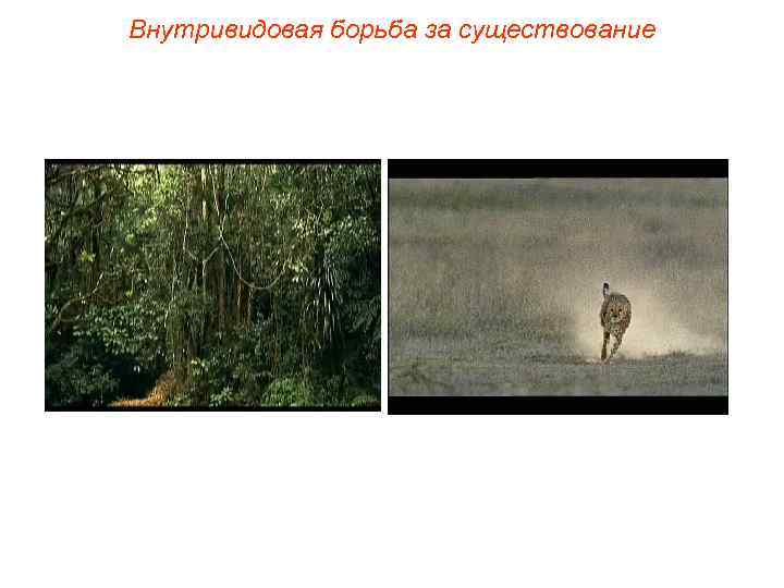 Внутривидовая борьба за существование 