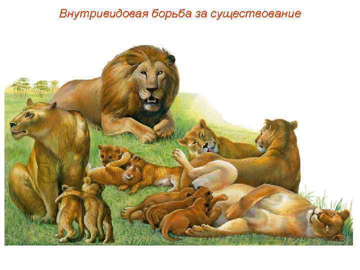 Внутривидовая борьба за существование 