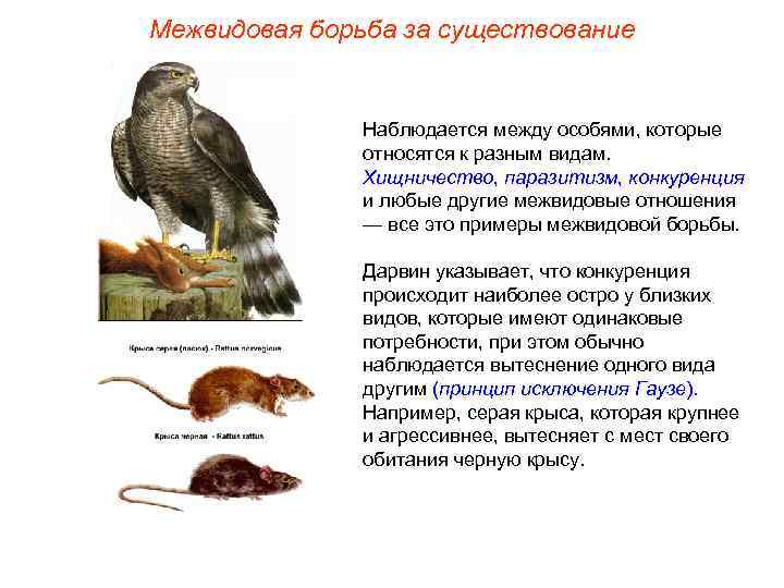 Межвидовая борьба за существование Наблюдается между особями, которые относятся к разным видам. Хищничество, паразитизм,