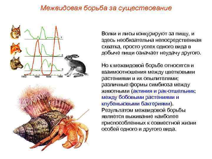 Межвидовая борьба за существование Волки и лисы конкурируют за пищу, и здесь необязательна непосредственная