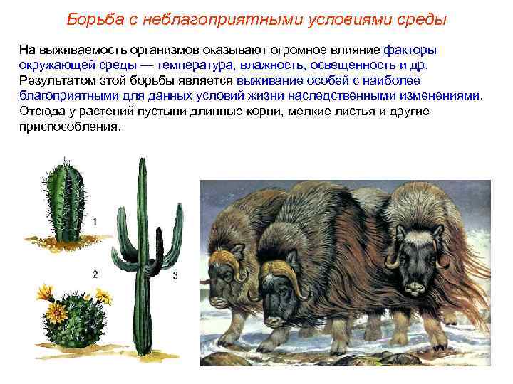 Борьба с неблагоприятными условиями среды На выживаемость организмов оказывают огромное влияние факторы окружающей среды