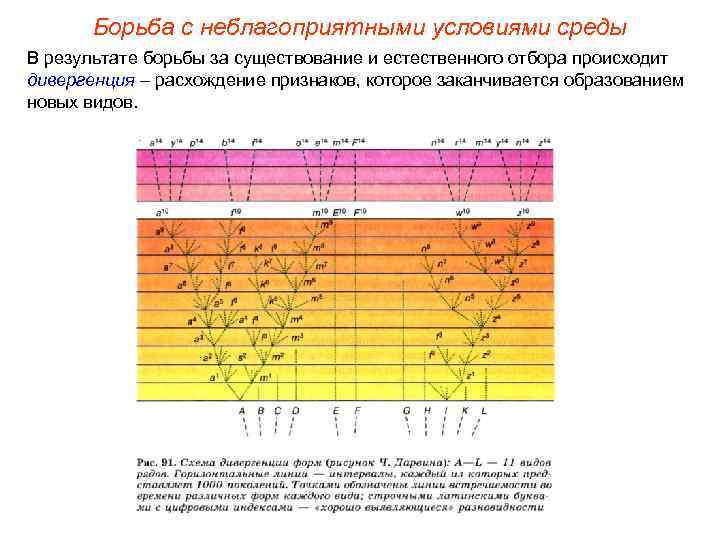 Борьба с неблагоприятными условиями среды В результате борьбы за существование и естественного отбора происходит