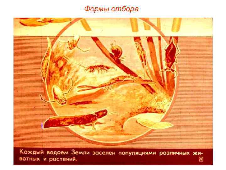 Формы отбора 