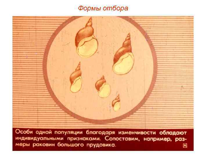 Формы отбора 