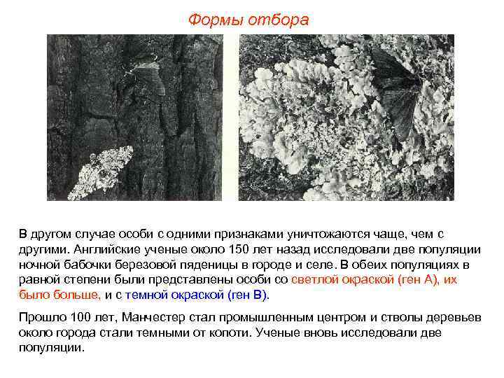 Формы отбора В другом случае особи с одними признаками уничтожаются чаще, чем с другими.