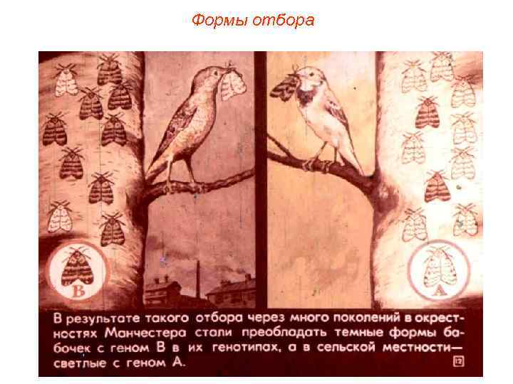 Формы отбора 