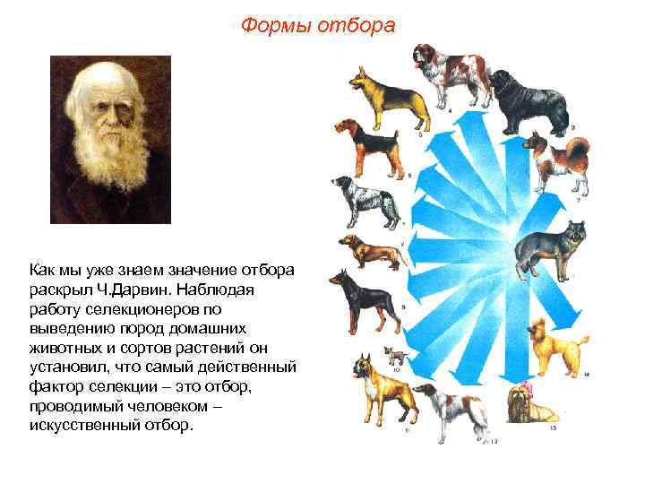 Формы отбора Как мы уже знаем значение отбора раскрыл Ч. Дарвин. Наблюдая работу селекционеров