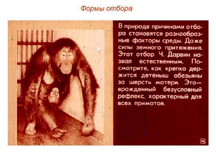 Формы отбора 