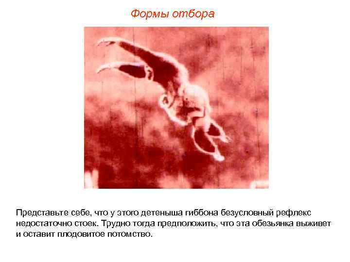 Формы отбора Представьте себе, что у этого детеныша гиббона безусловный рефлекс недостаточно стоек. Трудно