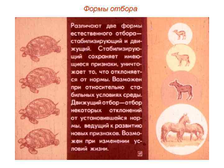 Формы отбора 