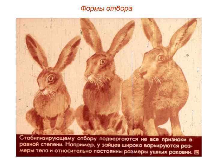 Формы отбора 