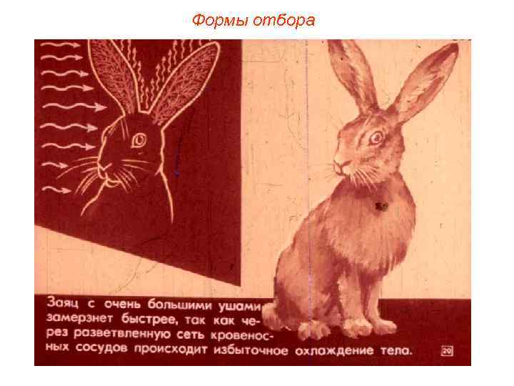 Формы отбора 