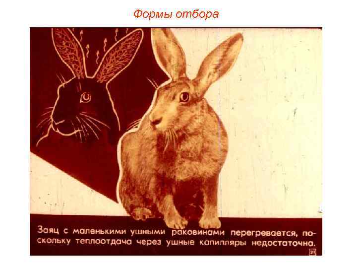 Формы отбора 