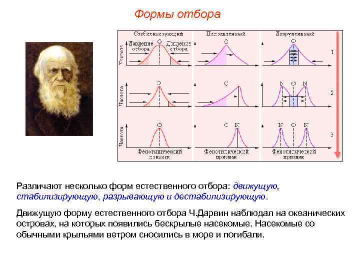Формы отбора Различают несколько форм естественного отбора: движущую, стабилизирующую, разрывающую и дестабилизирующую. Движущую форму