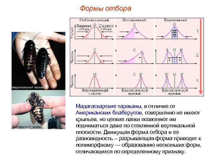 Формы отбора Мадагаскарские тараканы, в отличие от Американских блаберусов, совершенно не имеют крыльев, но
