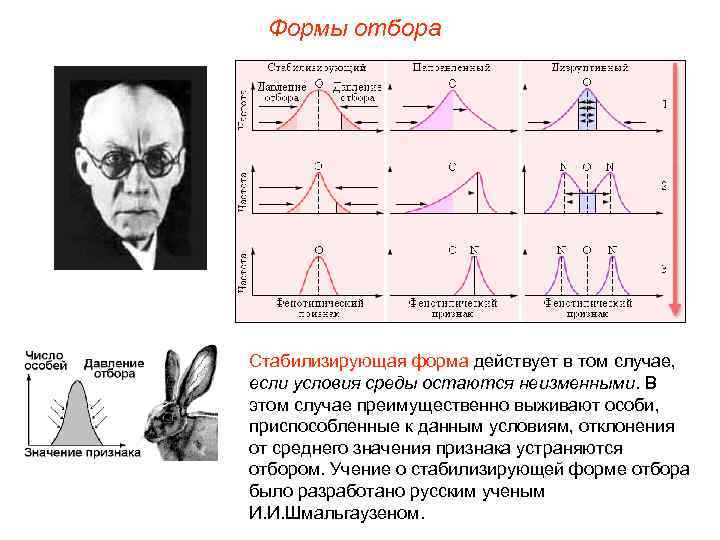Формы отбора Стабилизирующая форма действует в том случае, если условия среды остаются неизменными. В