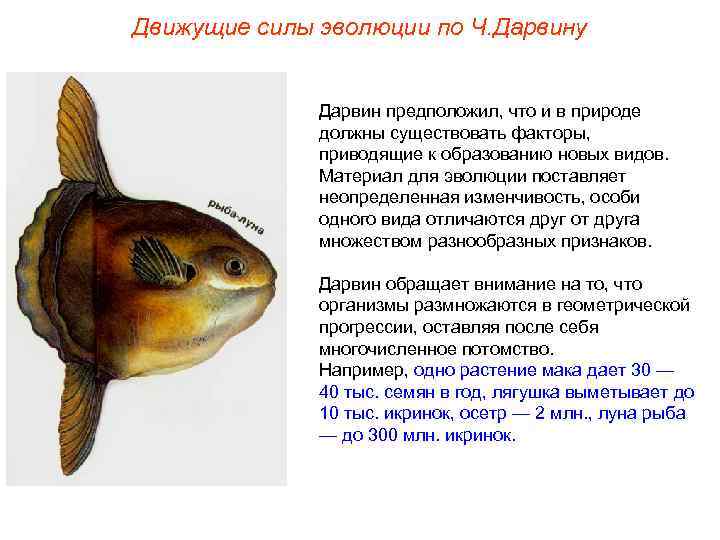 Движущие силы эволюции по Ч. Дарвину Дарвин предположил, что и в природе должны существовать