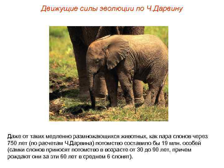 Движущие силы эволюции по Ч. Дарвину Даже от таких медленно размножающихся животных, как пара