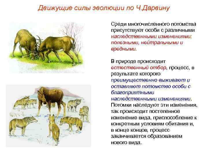 Движущие силы эволюции по Ч. Дарвину Среди многочисленного потомства присутствуют особи с различными наследственными