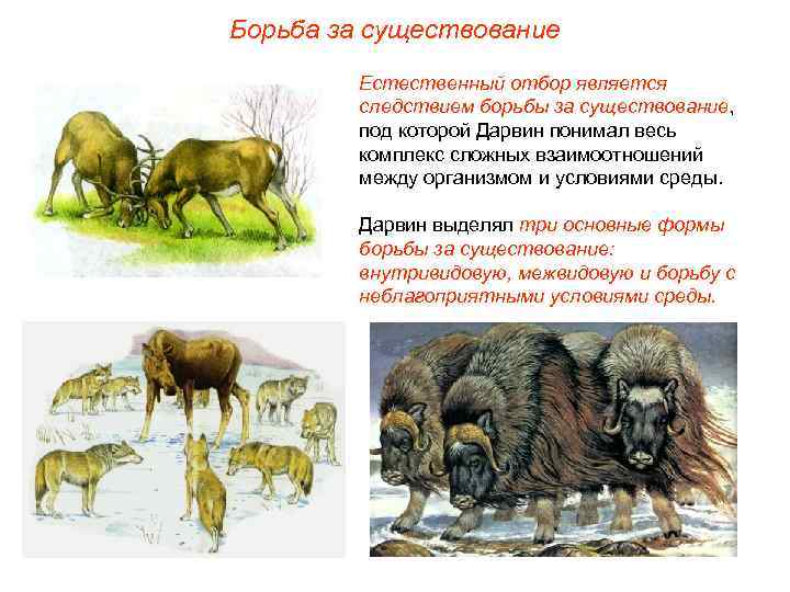 Борьба за существование Естественный отбор является следствием борьбы за существование, под которой Дарвин понимал