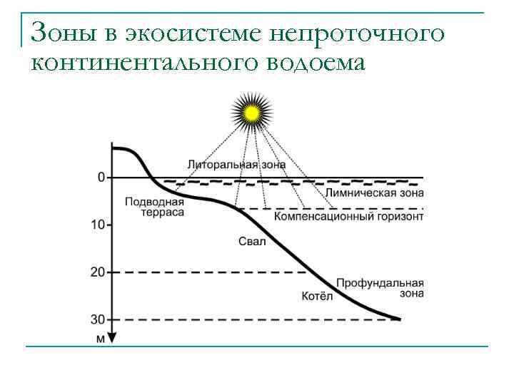 Зоны в экосистеме непроточного континентального водоема 