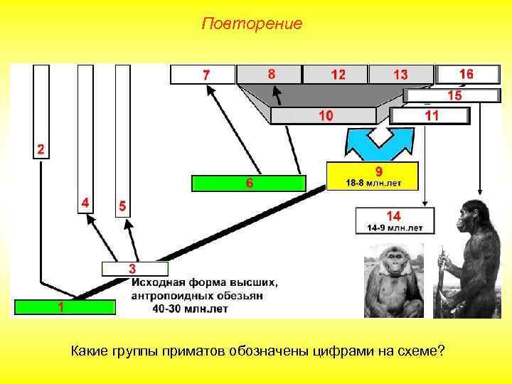    Повторение Какие группы приматов обозначены цифрами на схеме? 