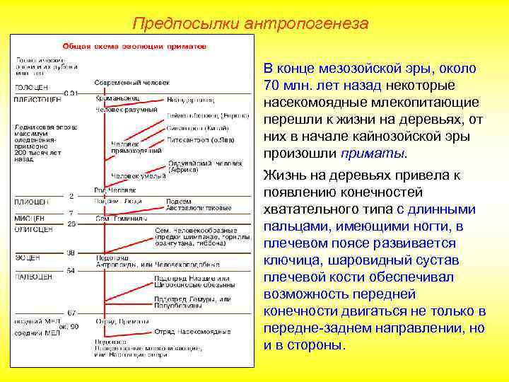 Предпосылки антропогенеза    В конце мезозойской эры, около   70 млн.