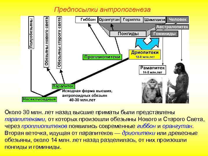     Предпосылки антропогенеза Около 30 млн. лет назад высшие приматы были