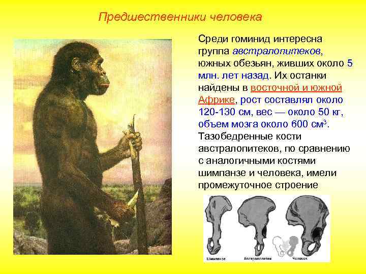 Предшественники человека    Среди гоминид интересна    группа австралопитеков, 