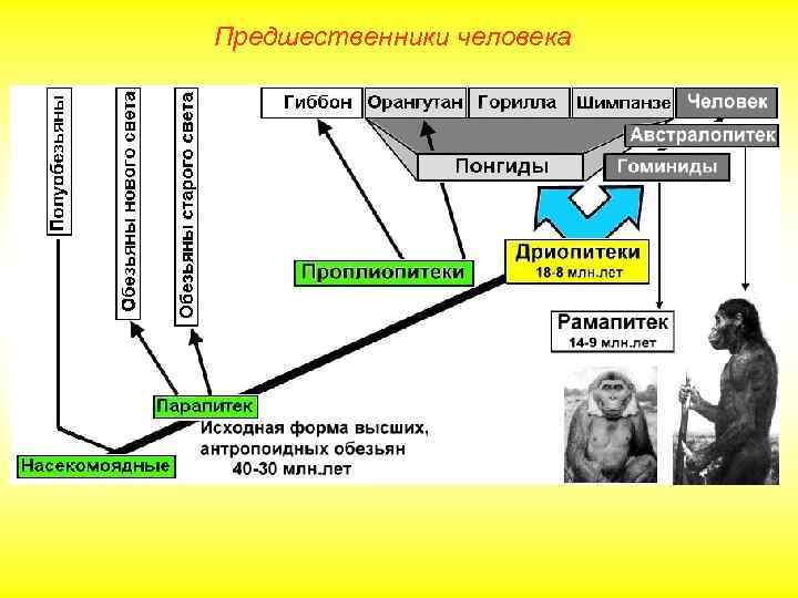Предшественники человека 