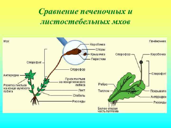 Сравнение печеночных и листостебельных мхов 