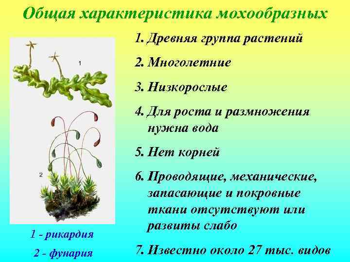 Общая характеристика мохообразных    1. Древняя группа растений    2.