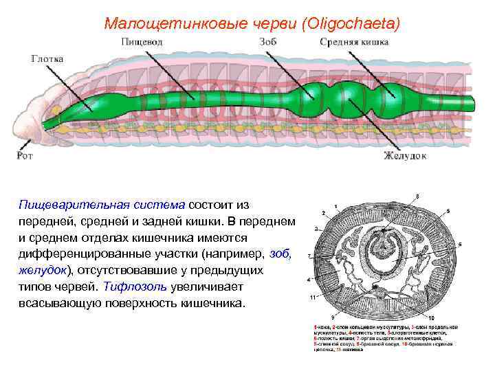    Малощетинковые черви (Oligochaeta) Пищеварительная система состоит из передней, средней и задней