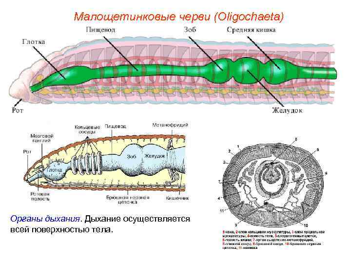    Малощетинковые черви (Oligochaeta) Органы дыхания. Дыхание осуществляется всей поверхностью тела. 