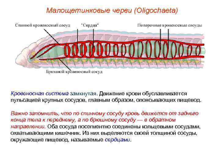   Малощетинковые черви (Oligochaeta) Кровеносная система замкнутая. Движение крови обуславливается пульсацией крупных сосудов,