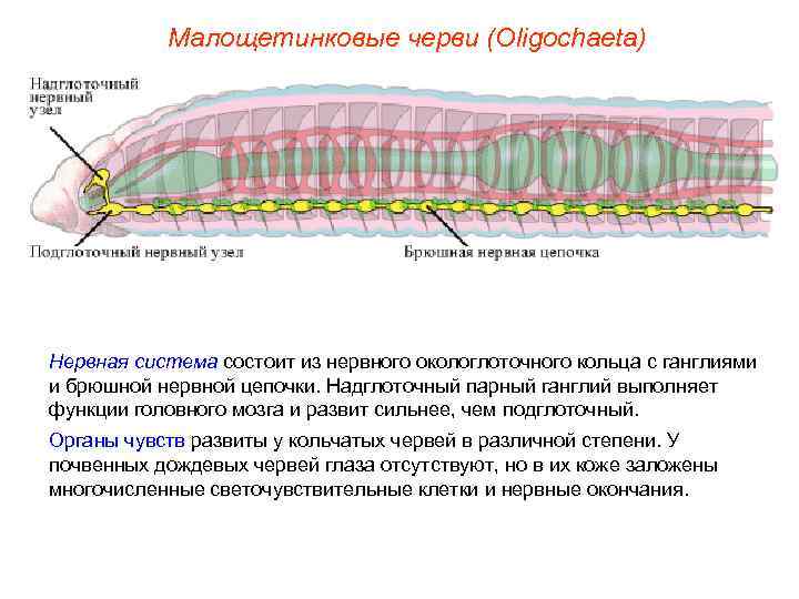   Малощетинковые черви (Oligochaeta) Нервная система состоит из нервного окологлоточного кольца с ганглиями