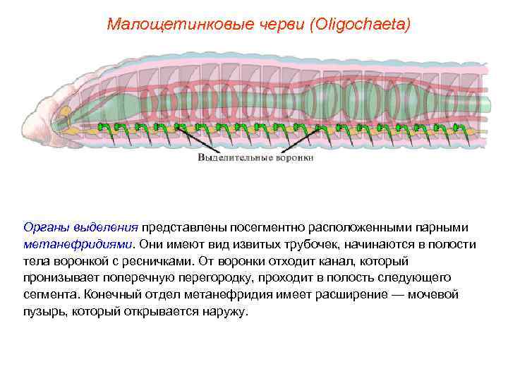   Малощетинковые черви (Oligochaeta) Органы выделения представлены посегментно расположенными парными метанефридиями. Они имеют