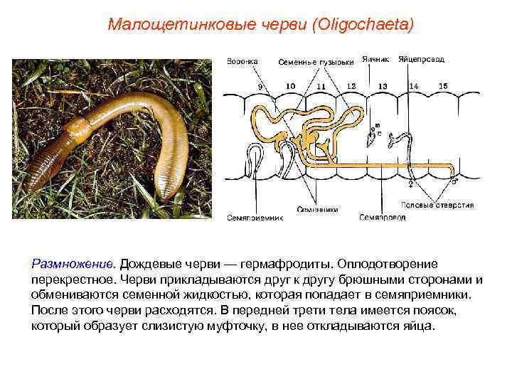   Малощетинковые черви (Oligochaeta) Размножение. Дождевые черви — гермафродиты. Оплодотворение перекрестное. Черви прикладываются