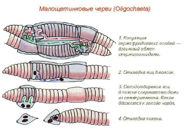 Малощетинковые черви (Oligochaeta) 