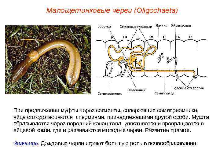   Малощетинковые черви (Oligochaeta) При продвижении муфты через сегменты, содержащие семяприемники, яйца оплодотворяются