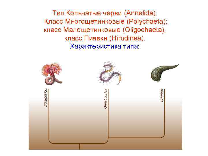  Тип Кольчатые черви (Annelida). Класс Многощетинковые (Polychaeta); класс Малощетинковые (Oligochaeta);  класс Пиявки