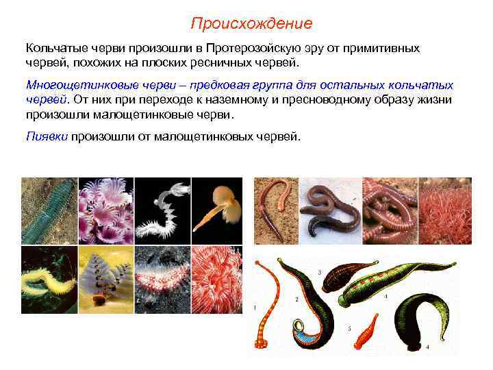      Происхождение Кольчатые черви произошли в Протерозойскую эру от примитивных