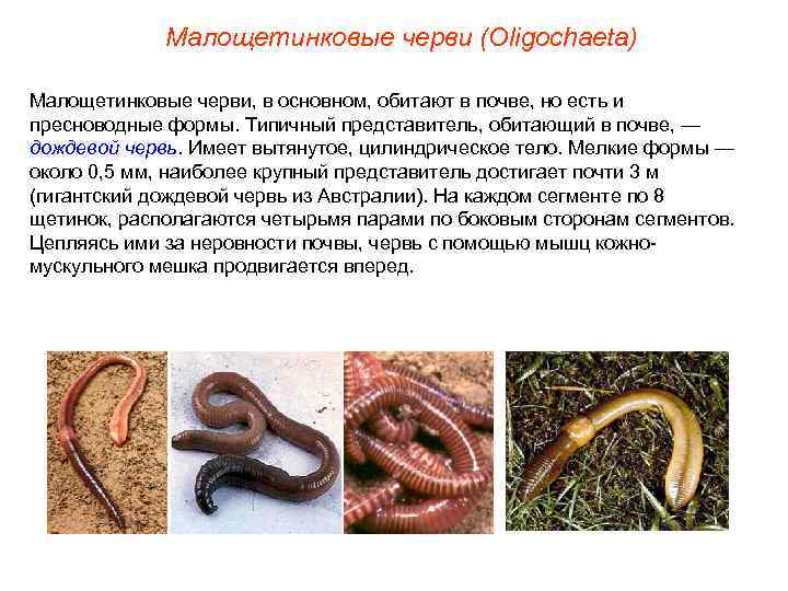    Малощетинковые черви (Oligochaeta) Малощетинковые черви, в основном, обитают в почве, но