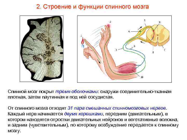   2. Строение и функции спинного мозга Спинной мозг покрыт тремя оболочками: снаружи