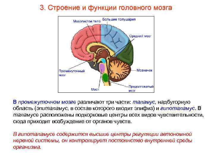    3. Строение и функции головного мозга В промежуточном мозге различают три