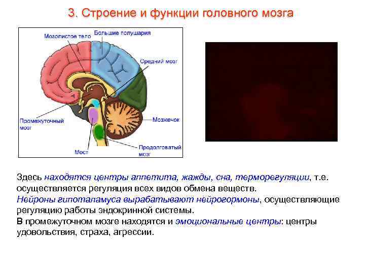    3. Строение и функции головного мозга Здесь находятся центры аппетита, жажды,