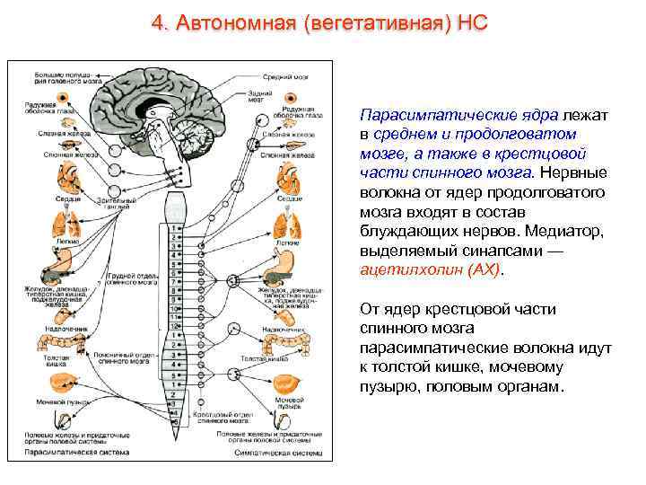 4. Автономная (вегетативная) НС    Парасимпатические ядра лежат    в