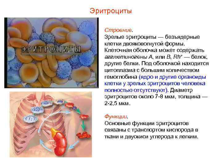 Эритроциты Строение. Зрелые эритроциты — безъядерные  клетки двояковогнутой формы. Клеточная оболочка может содержать